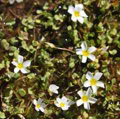 Oxalis dregei