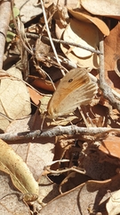 Coenonympha pamphilus