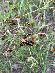 Pyrota trochanterica werneri