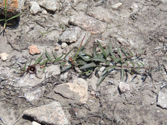 Brachystelma australe
