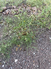 Pyrota trochanterica werneri