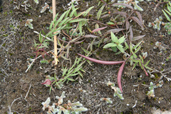 Brachystelma australe