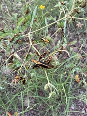 Pyrota trochanterica werneri