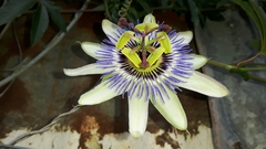 Passiflora caerulea