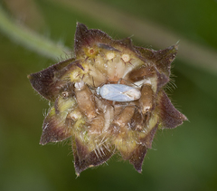 Placochilus seladonicus