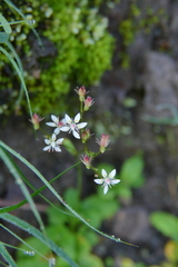 Micranthes stellaris