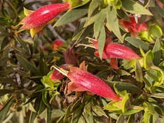 Eremophila duttonii