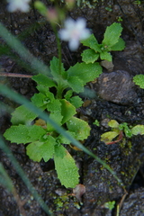 Micranthes stellaris