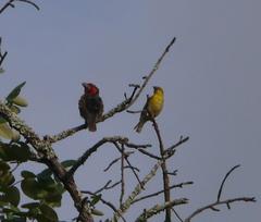 Lybius torquatus torquatus