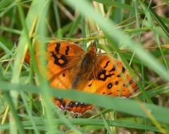 Catacroptera cloanthe cloanthe