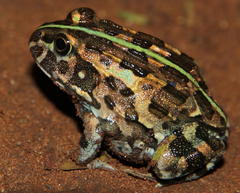 Pyxicephalus edulis