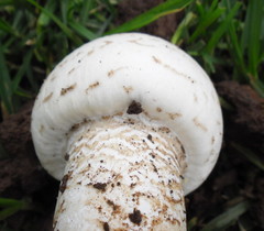 Termitomyces reticulatus
