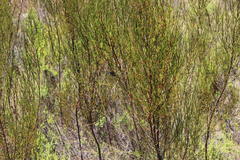 Cliffortia erectisepala