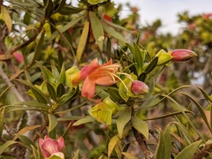 Eremophila duttonii