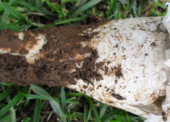 Termitomyces reticulatus