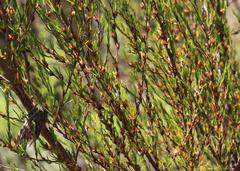 Cliffortia erectisepala