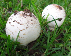 Termitomyces reticulatus