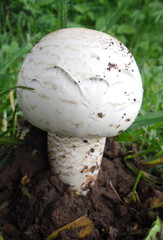 Termitomyces reticulatus