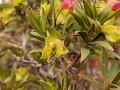 Eremophila duttonii