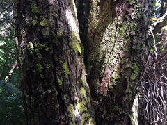 Metrosideros robusta