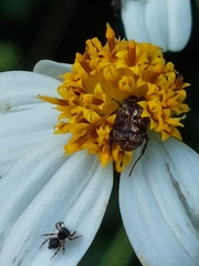 Dasyvalgus formosanus