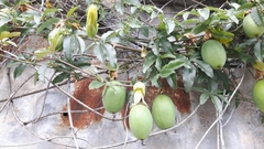 Passiflora caerulea