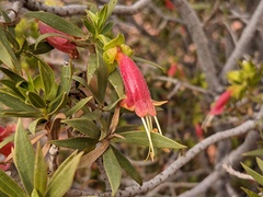 Eremophila duttonii