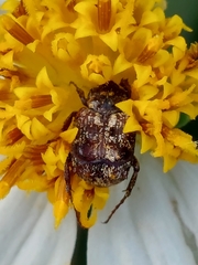 Dasyvalgus formosanus