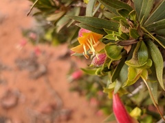 Eremophila duttonii