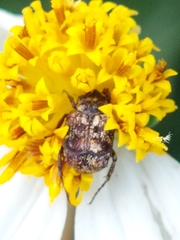 Dasyvalgus formosanus