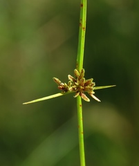 Cyperus fuscus