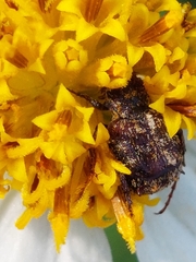 Dasyvalgus formosanus