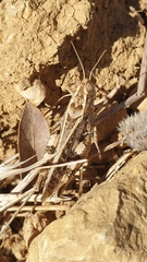 Calliptamus barbarus