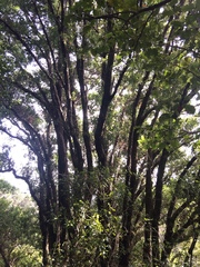 Metrosideros robusta