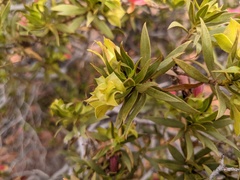 Eremophila duttonii