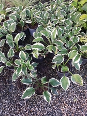 Magnoliopsida