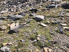 Podistera nevadensis