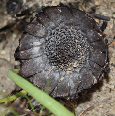 Protea scabra