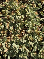 Podistera nevadensis