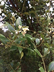 Parsonsia heterophylla