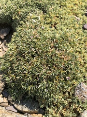 Astragalus kentrophyta danaus