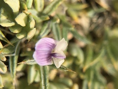 Astragalus kentrophyta danaus