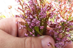 Erica uberiflora