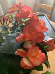 Begonia × hiemalis
