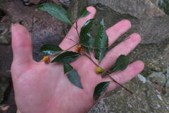 Maytenus acuminata acuminata