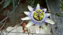 Passiflora caerulea