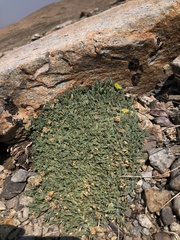 Podistera nevadensis
