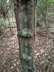 Grewia caffra