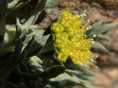 Podistera nevadensis