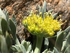 Podistera nevadensis